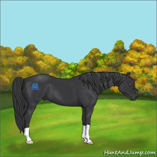Horse Color:Black 