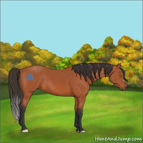 Horse Color:Bay 