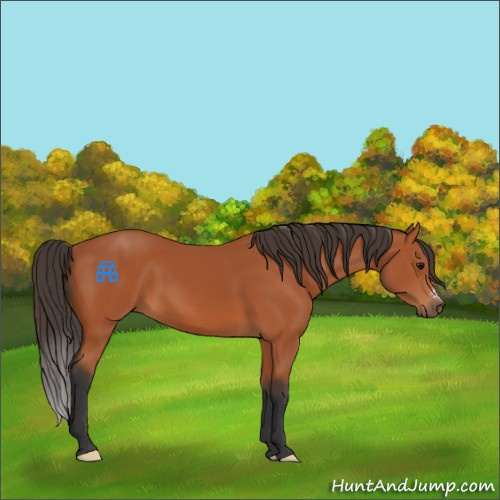 Horse Color:Bay 