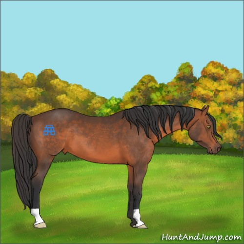 Horse Color:Brown 