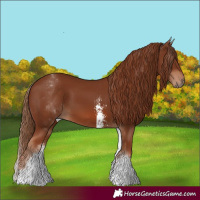 Horse Color:White Spotted Chestnut Sabino 