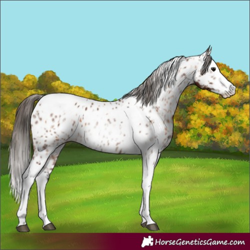 Horse Color:Bay Splash Tobiano Appaloosa and Gray Bay Splash Tobiano Appaloosa