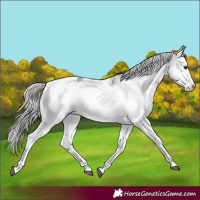 Horse Color:Silver Black Sabino 