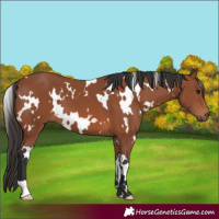 Horse Color:White Spotted Bay