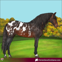 Horse Color:Brown Appaloosa Rabicano 