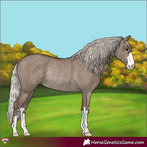 Horse Color:Silver Grullo Rabicano 