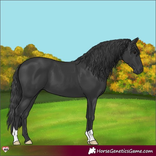 Horse Color:Black 