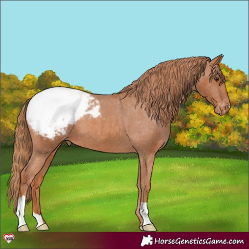 Horse Color:Chestnut Snowcap 