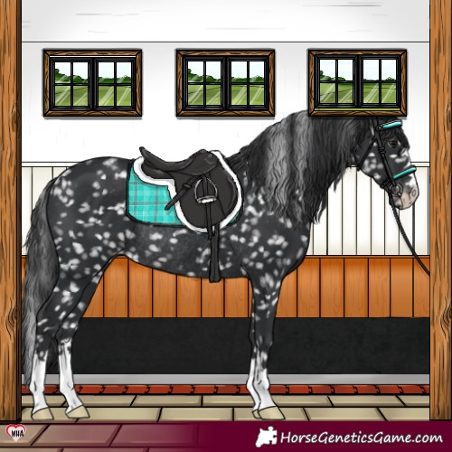 Horse Color:Black Appaloosa Rabicano 