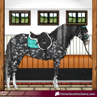Horse Color:Black Appaloosa Rabicano