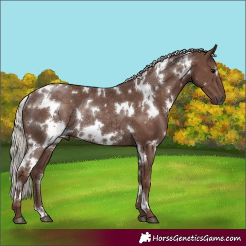 Horse Color:White Spotted Silver Black Rabicano 
