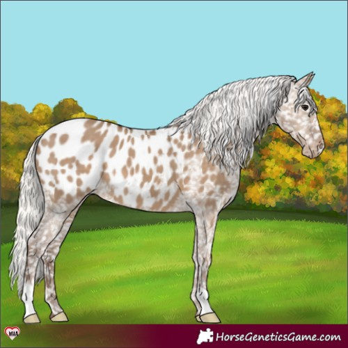 Horse Color:Silver Grullo Appaloosa