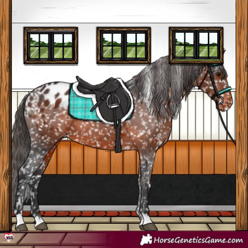 Horse Color:Brown Appaloosa