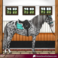 Horse Color:Black Appaloosa Rabicano 