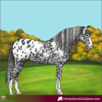 Horse Color:Black Appaloosa 
