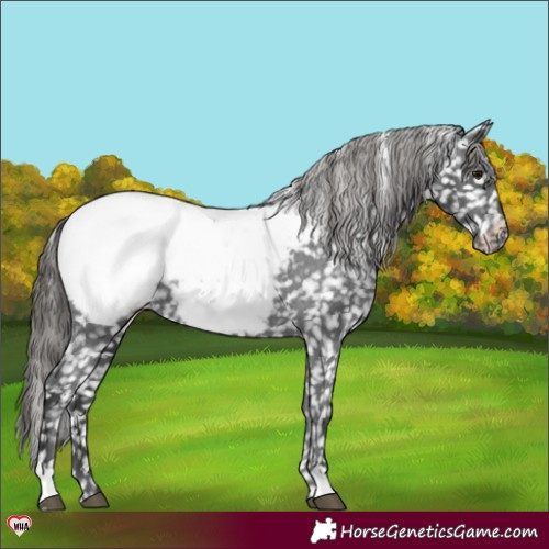 Horse Color:Black Appaloosa 