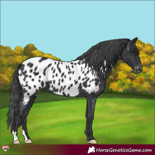 Horse Color:Black Appaloosa 