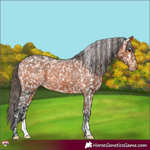 Horse Color:Bay Appaloosa 