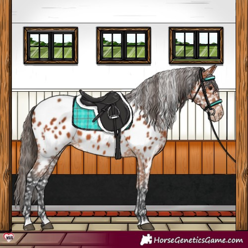 Horse Color:Bay Appaloosa