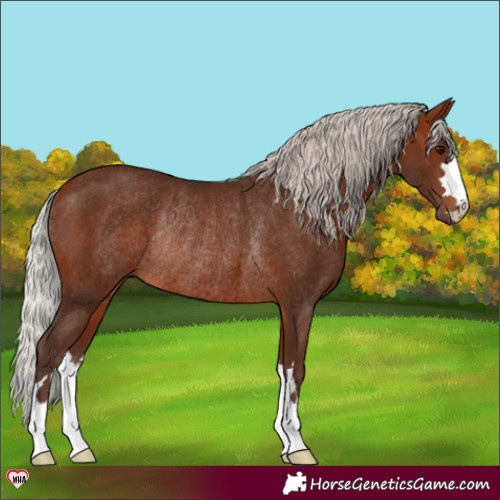 Horse Color:Silver Bay Rabicano 