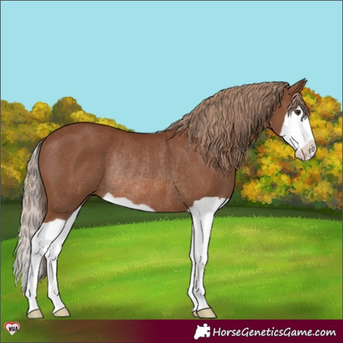 Horse Color:Chestnut Splash Rabicano 