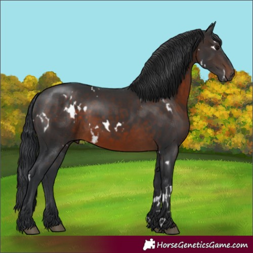 Horse Color:White Spotted Brown 