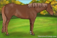 Horse Color:Chestnut Rabicano 