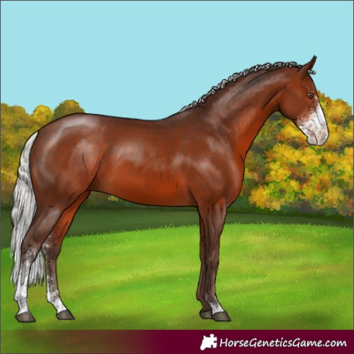 Horse Color:Silver Brown Sabino 