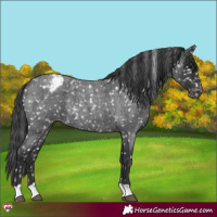 Horse Color:Blue Roan Appaloosa