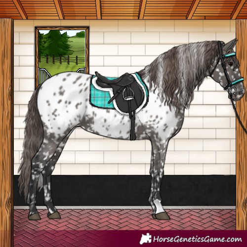 Horse Color:Grullo Appaloosa 