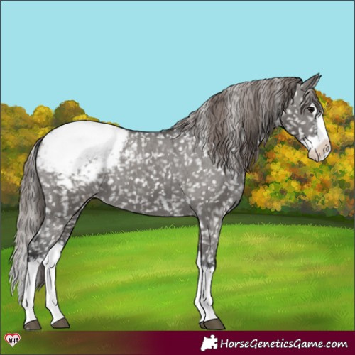 Horse Color:Grullo Splash Appaloosa 