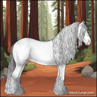 Horse Color:White Spotted Black Splash Rabicano 