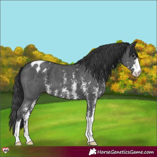 Horse Color:Black Sabino Appaloosa 