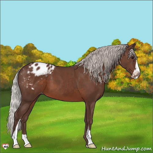 Horse Color:Silver Black Sabino Appaloosa 