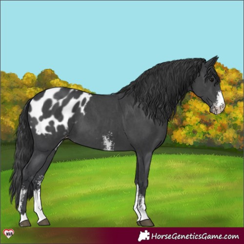Horse Color:Black Sabino Appaloosa 