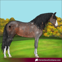Horse Color:Brown 