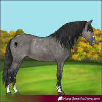 Horse Color:Grullo 