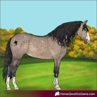 Horse Color:Brown Dun 