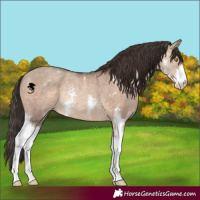 Horse Color:Sable Champagne Dun Sabino Rabicano 