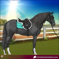 Horse Color:Black Appaloosa 