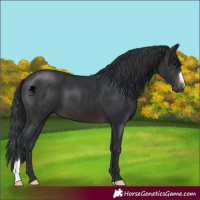 Horse Color:Brown 