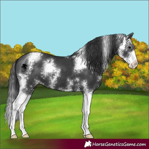 Horse Color:Black Sabino