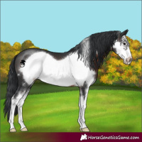 Horse Color:Brown Sabino Frame 
