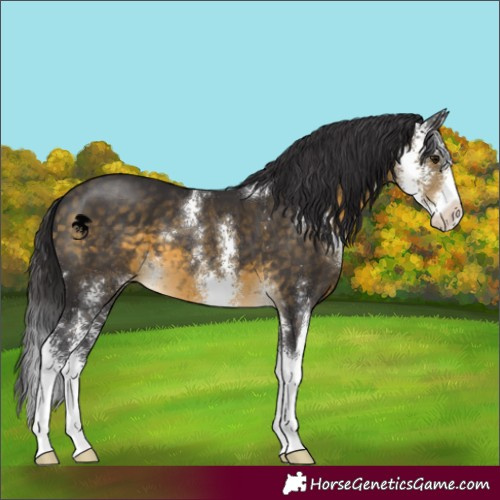 Horse Color:Buckskin Sabino
