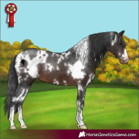 Horse Color:White Spotted Brown Appaloosa 