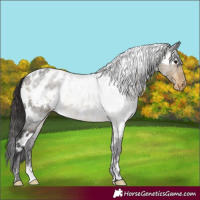 Horse Color:White Spotted Buckskin Appaloosa 