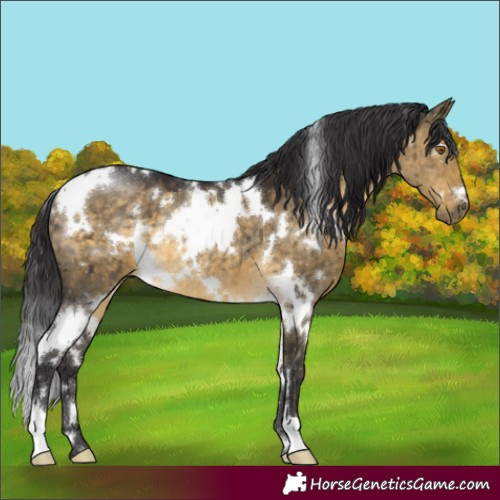 Horse Color:White Spotted Buckskin Dun Rabicano Brindle 
