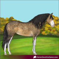 Horse Color:Buckskin Dun Sabino 