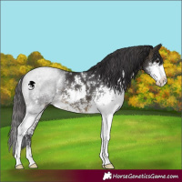 Horse Color:Buckskin Sabino 