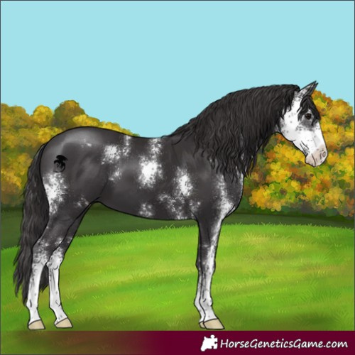 Horse Color:Smoky Black Sabino